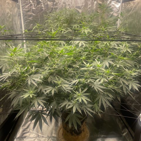 Sour Diesel #1 (Mother Plant) growlog timeline photo