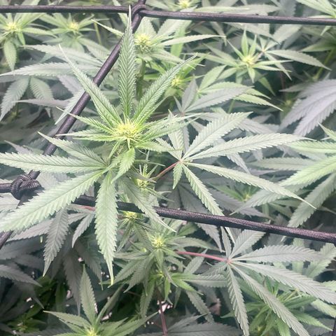 Sour Diesel #1 (Mother Plant) growlog timeline photo
