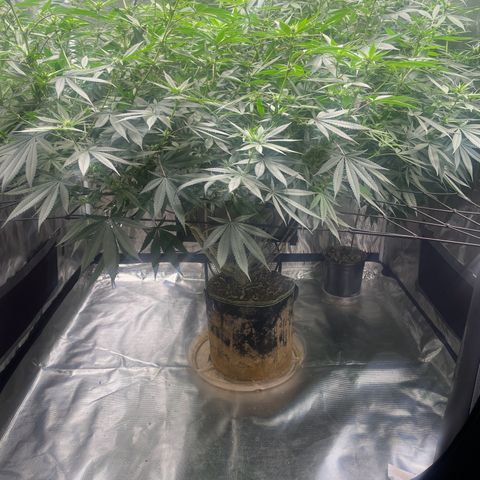 Sour Diesel #1 (Mother Plant) growlog timeline photo