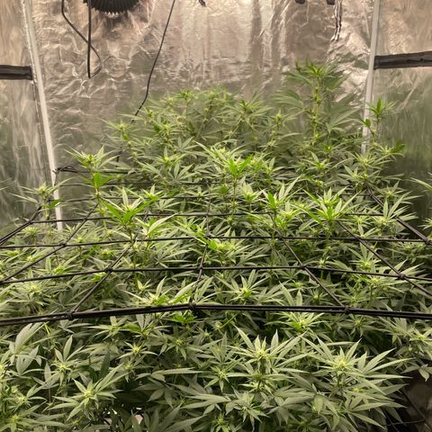 Sour Diesel #1 (Mother Plant) growlog timeline photo