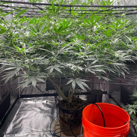 Sour Diesel #1 (Mother Plant) growlog timeline photo