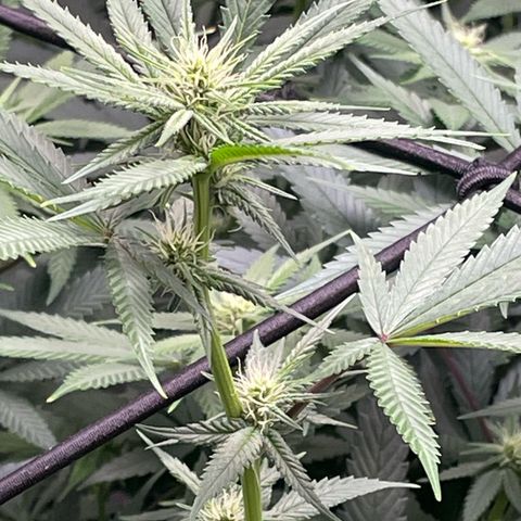 Sour Diesel #1 (Mother Plant) growlog timeline photo