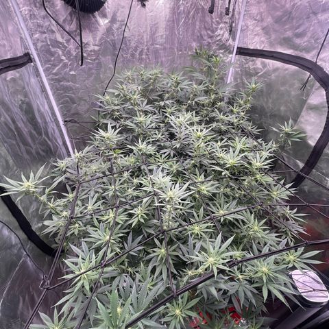 Sour Diesel #1 (Mother Plant) growlog timeline photo