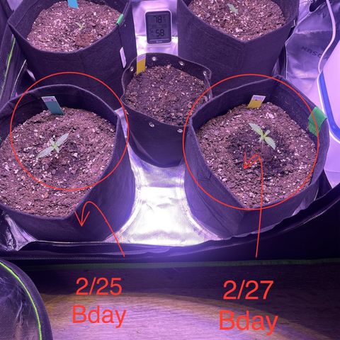Pineapple Runtz #1 growlog timeline photo
