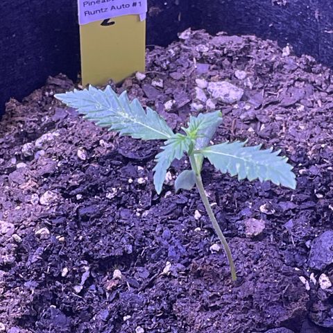 Pineapple Runtz #1 growlog timeline photo