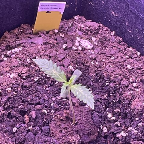 Pineapple Runtz #1 growlog timeline photo