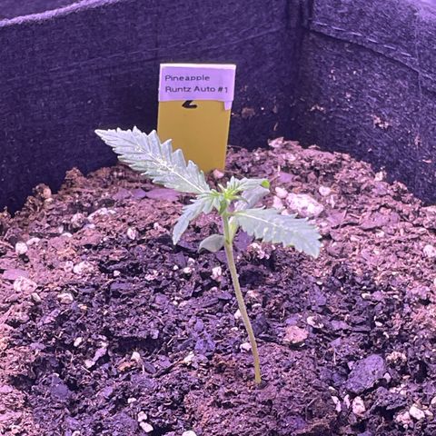 Pineapple Runtz #1 growlog timeline photo