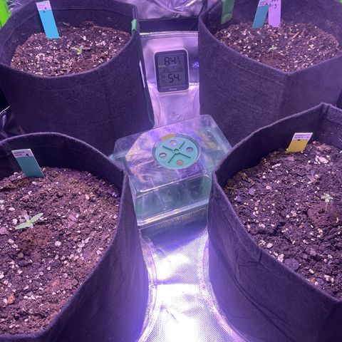 Pineapple Runtz #1 growlog timeline photo