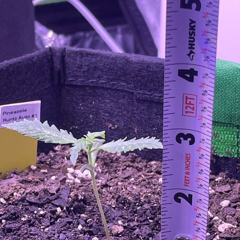 Pineapple Runtz #1 growlog timeline photo