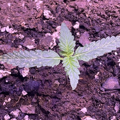 Gorilla Pie #2 growlog timeline photo