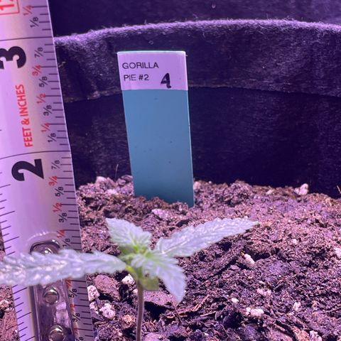 Gorilla Pie #2 growlog timeline photo
