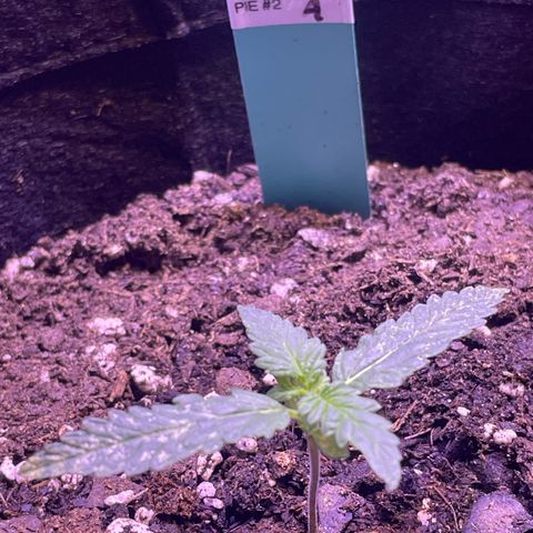 Gorilla Pie #2 growlog timeline photo