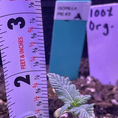 Gorilla Pie #3  growlog timeline photo