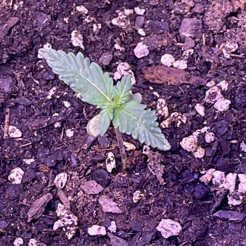 Gorilla Pie #3  growlog timeline photo