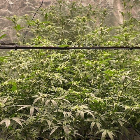 Sour Diesel #1 (Mother Plant) growlog photo: After heavy defoliation 