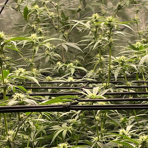 Sour Diesel #1 (Mother Plant) growlog photo: After heavy defoliation 