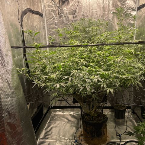 Sour Diesel #1 (Mother Plant) growlog photo: After heavy defoliation 