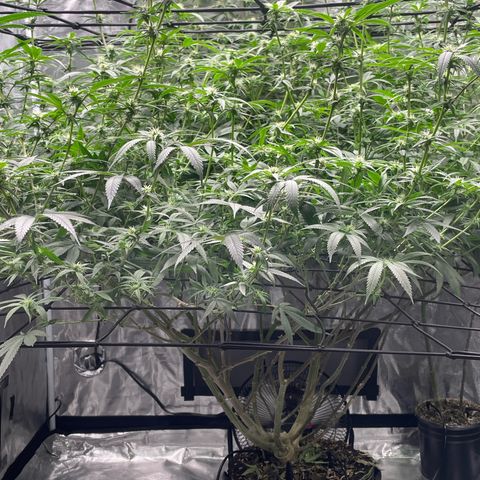 Sour Diesel #1 (Mother Plant) growlog timeline photo