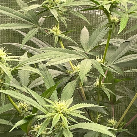 Sour Diesel #1 (Mother Plant) growlog timeline photo