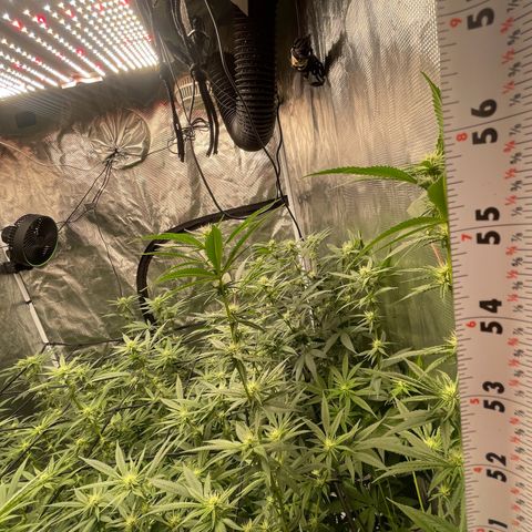 Sour Diesel #1 (Mother Plant) growlog photo: 57” (4’9”) height 