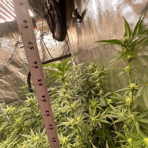 Sour Diesel #1 (Mother Plant) growlog photo: 57” (4’9”) height 