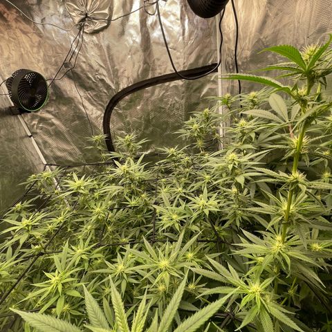 Sour Diesel #1 (Mother Plant) growlog photo: 57” (4’9”) height 