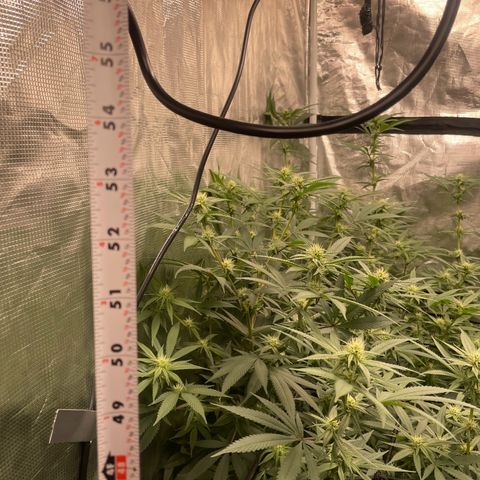 Sour Diesel #1 (Mother Plant) growlog photo: 57” (4’9”) height 