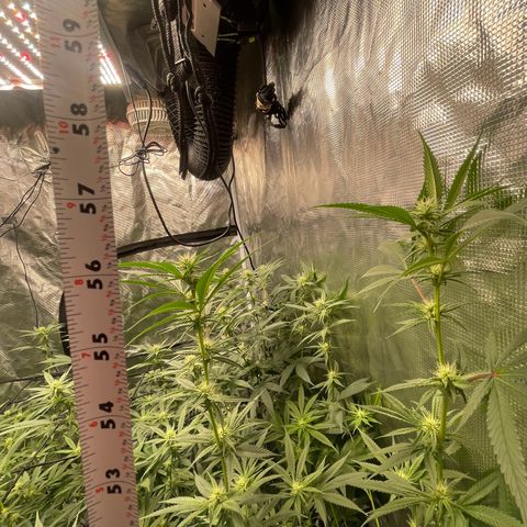 Sour Diesel #1 (Mother Plant) growlog photo: 57” (4’9”) height 