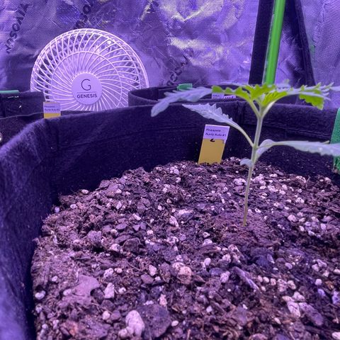 Pineapple Runtz #1 growlog timeline photo