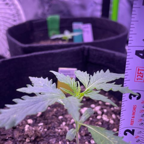 Pineapple Runtz #1 growlog timeline photo
