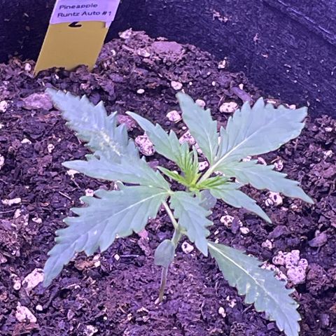Pineapple Runtz #1 growlog timeline photo