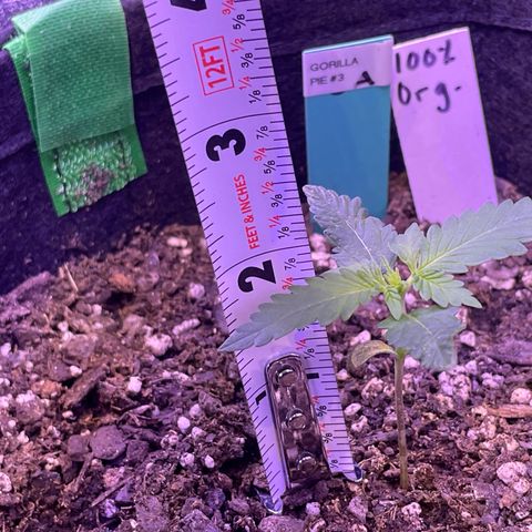 Gorilla Pie #3  growlog timeline photo