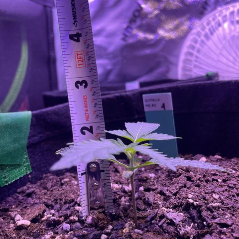 Gorilla Pie #2 growlog timeline photo