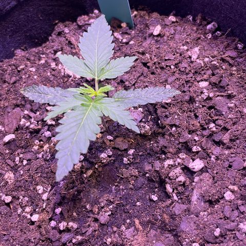 Gorilla Pie #2 growlog timeline photo