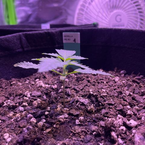Gorilla Pie #2 growlog timeline photo