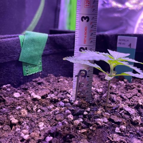 Gorilla Pie #2 growlog timeline photo