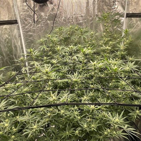 Sour Diesel #1 (Mother Plant) growlog timeline photo