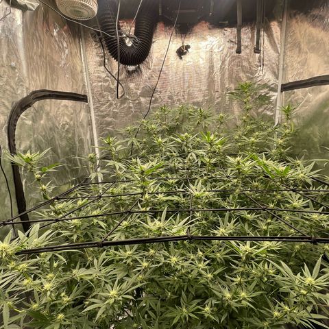 Sour Diesel #1 (Mother Plant) growlog timeline photo