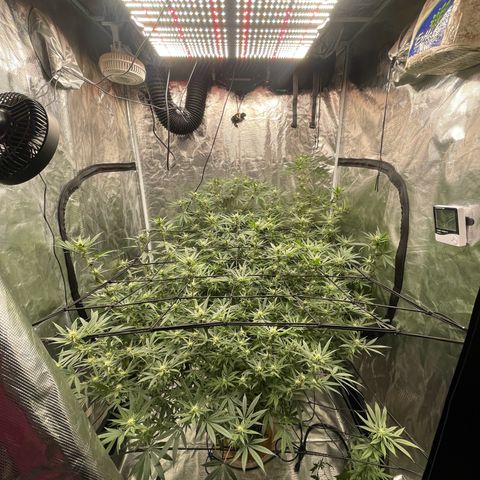 Sour Diesel #1 (Mother Plant) growlog timeline photo
