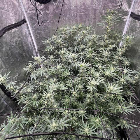 Sour Diesel #1 (Mother Plant) growlog timeline photo
