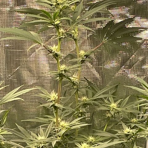Sour Diesel #1 (Mother Plant) growlog timeline photo