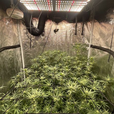 Sour Diesel #1 (Mother Plant) growlog timeline photo