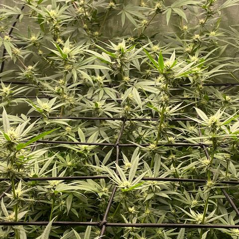 Sour Diesel #1 (Mother Plant) growlog timeline photo