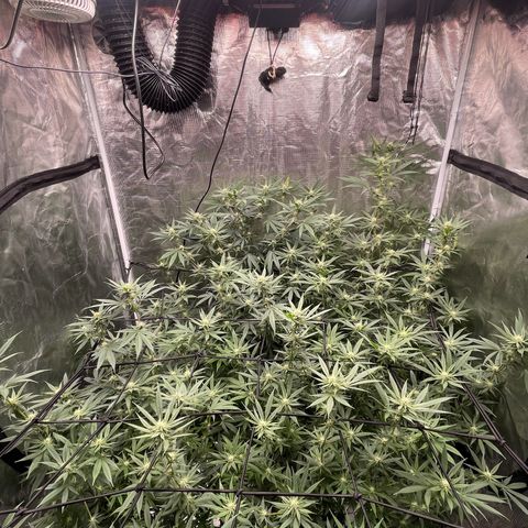 Sour Diesel #1 (Mother Plant) growlog timeline photo
