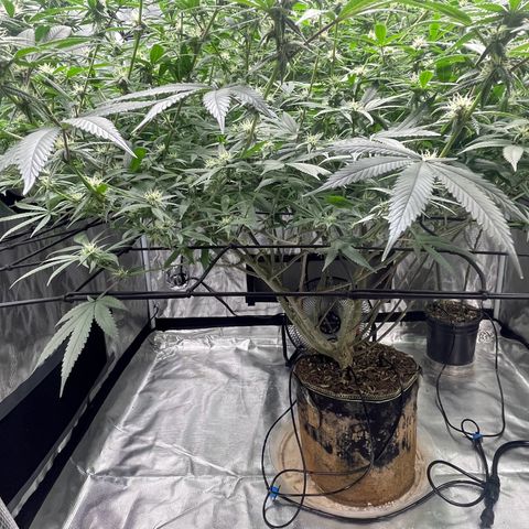 Sour Diesel #1 (Mother Plant) growlog timeline photo