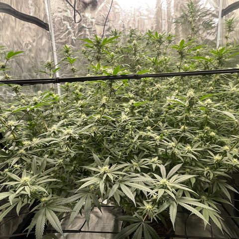Sour Diesel #1 (Mother Plant) growlog timeline photo