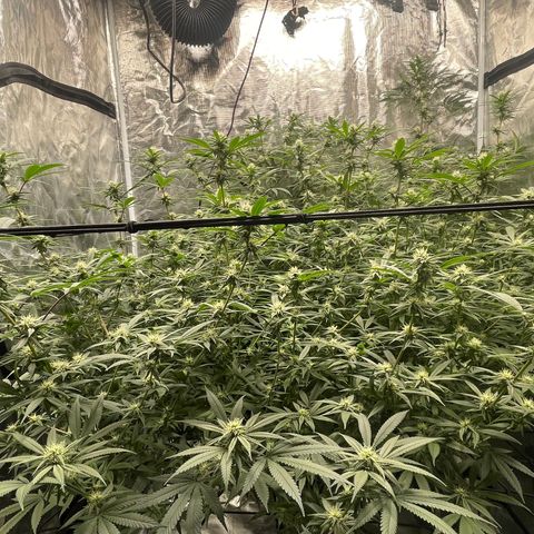 Sour Diesel #1 (Mother Plant) growlog timeline photo