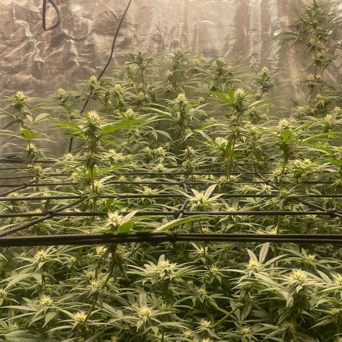 Sour Diesel #1 (Mother Plant) growlog timeline photo