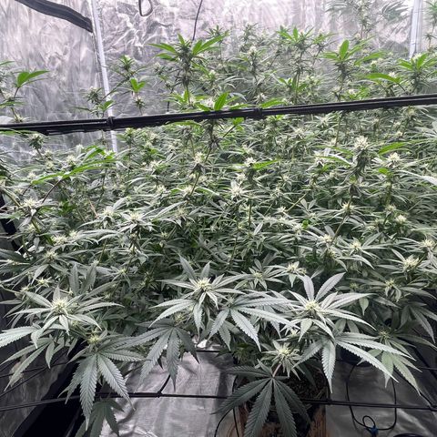Sour Diesel #1 (Mother Plant) growlog timeline photo