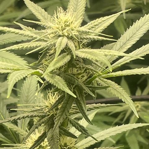 Sour Diesel #1 (Mother Plant) growlog timeline photo